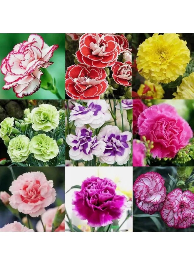 الواحة-TH 220 بذرة زهرة القرنفل، زهرة القرنفل ثنائية اللون، نبات معمر متعدد الألوان - Image 1